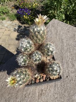 Escobaria dasyacantha